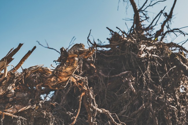 Biomasseabfälle wie Baum- und Strauchschnitt, Wurzelstöcke, Schwemmholz